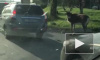 В Нижнем Тагиле оленя прогнали по дороге привязанным за рога к машине