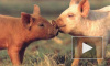 «Зенит» мобилизует свиней обнюхивать интимные места фанаток 