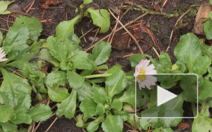 Из-за аномальной погоды в Петербурге распустились цветы