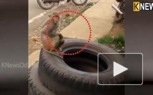 Обезьяна пять дней не выпускала из объятий погибшего детеныша