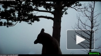 Медведь в Саяно-Шушенском заповеднике переставил фотоловушку и снял себя на видео