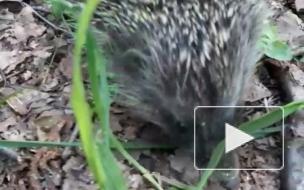 Сотрудники "Сирина" выпустили в природу двух ежей