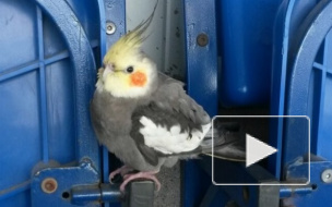 На стадионе "Петровский" поселился попугай