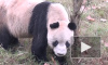 Появилось последнее видео со старейшей пандой из Китая