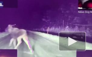 Tesla смогла избежать столкновения с лосем на снежной дороге