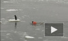 Доброе видео: спасение собаки со льдины