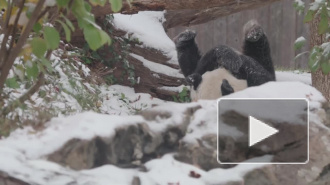 Забавное видео: панда радуется падающим снежинкам и валяется в снегу 