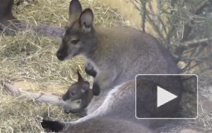 Кенгуренок из Ленинградского зоопарка показал сотрудникам первые шаги