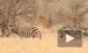 Ученые разгадали тайну полосок зебр