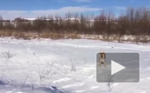 "Это фиаско, братан": Видеоролик с собакой набирает популярность в интернете