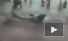 В Египте акула растерзала туриста из Чехии