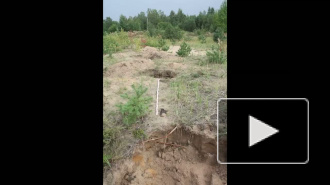 В Кингисеппском районе «черные археологи» разграбили старинное кладбище