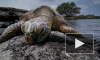 Выяснилось, почему морские черепахи едят грязный пластик в океане