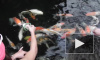 Россиянка покормила рыбок в Таиланде и угодила в тюрьму