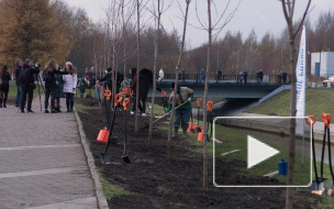 На набережной реки Оккервиль петербуржцы высадили 20 кленов