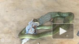 Змея целиком проглотила геккона и попала на видео