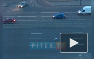 Видео: на Типанова неадекватный мужчина тормозил автомобили