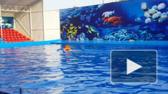 Предложение руки и сердца♥