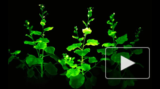 Российские ученые создали растения, светящиеся в темноте