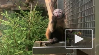 В конкурсе на имя детеныша капуцина приняли участие более 600 петербуржцев