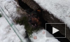 Пермские спасатели вытащили собаку из-под бетонной плиты
