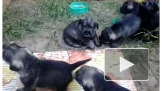 Миттельшнауцер щенки