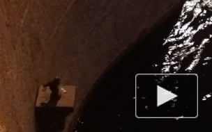 Видео: Чижик-Пыжик на Фонтанке остался без медицинской маски