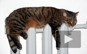 Из-за теплой весны отопительный сезон в Петербурге завершится к 10 мая