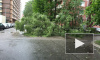 В Петербурге шторм снес 14 деревьев за несколько часов