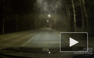 Любопытный кабан бегал по Павловску, нарушая правила