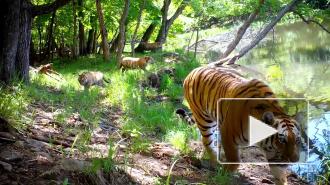 В Приморье попали на видео тигрица с детенышами у озера
