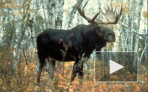 В Петербурге спасены от гибели трехмесячные лосята: подкидышам подарили вторую жизнь
