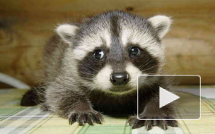 В Ленинградском зоопарке скончался енот-предсказатель результатов футбольных матчей по кличке Тимоша