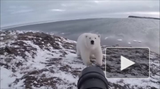 Видео из Чукотки: Бесстрашный фотограф гоняет белого медведя