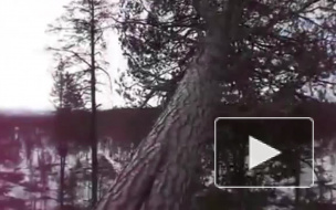 Месть леса: В Ленобласти дерево раздавило лесоруба