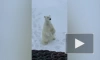 Мурманские моряки встретили очаровательного белого медведя в Арктике