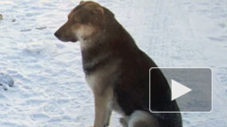Якутского Хатико грозятся отравить или сделать из пса шашлык