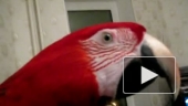 Поющий попугай