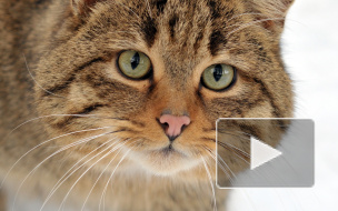 Скульптуру кошке Василисе готовятся вернуть на место