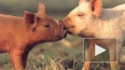 «Зенит» мобилизует свиней обнюхивать интимные места ...