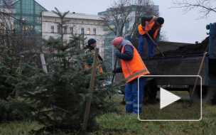 Деревья и кустарники в парке Авиаторов подготовили к зиме