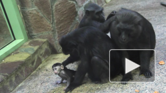 Ленинградский зоопарк отметил пополнение  в семье макак