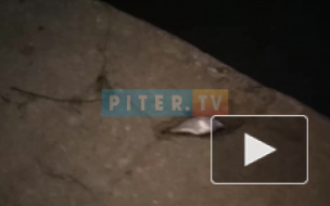 В Усть-Ижоре рыба плавает вверх брюхом: погибла вся живность