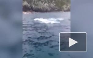 В Новой Зеландии рыбак случайно поймал на удочку кита
