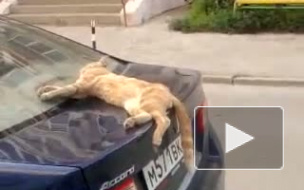 Котэ в депресэ