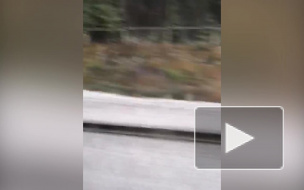 Зима близко: в Ленобласти замечен первый снег