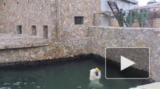 В Ленинградском зоопарке сотрудники сыграли в волейбол с медведицей на самоизоляции