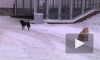 В Петербурге свора озверевших псов искусала семилетнюю девочку