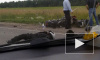 Два байкера столкнулись в смертельном ДТП в Ленобласти 