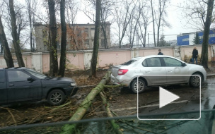 На Салова в Петербурге дерево рухнуло на автомобиль